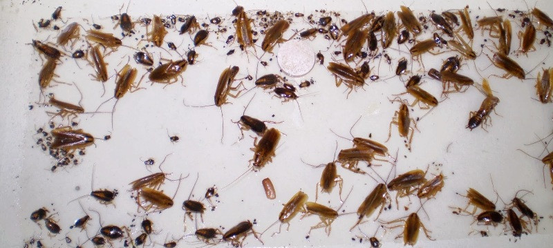 12 Cockroaches Spiders BedBug Scorpion Silverfish Insect Traps Sticky Bug Traps